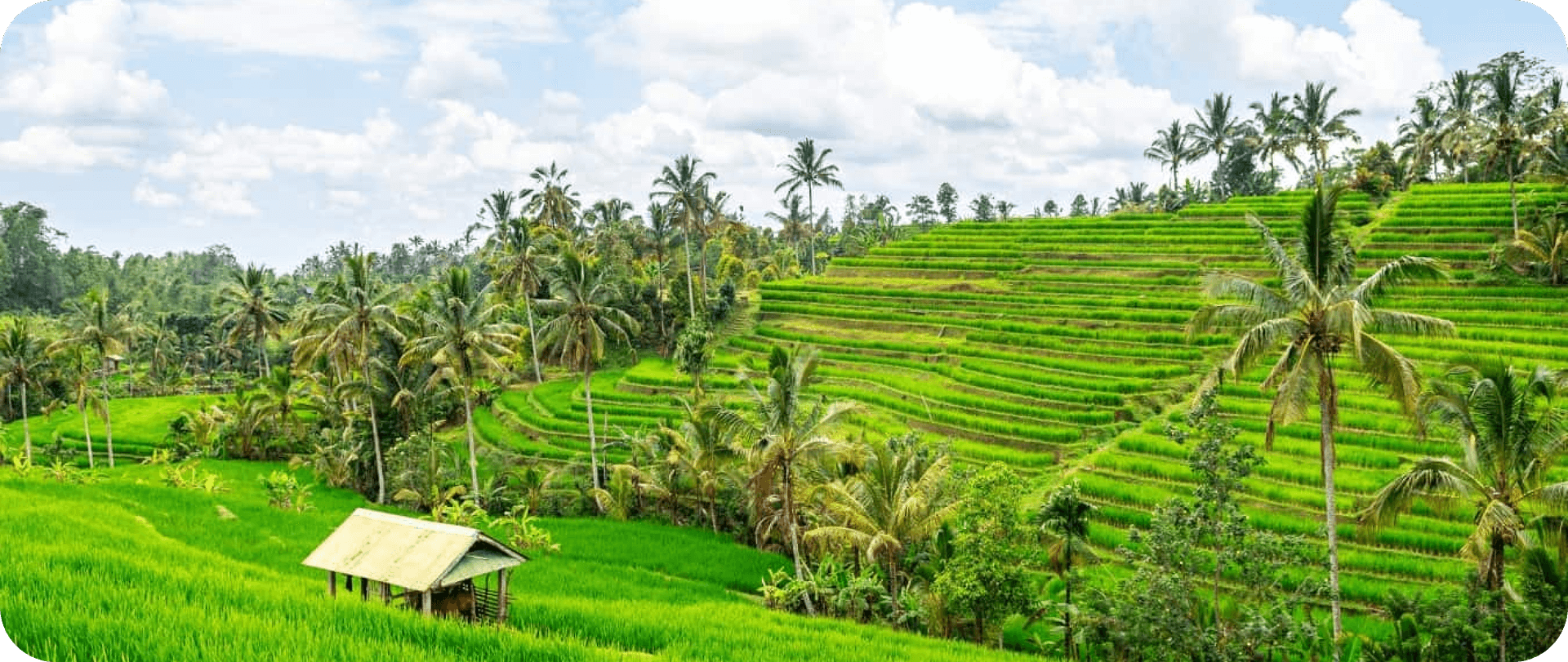 Rice terraces of Jatiluwih
